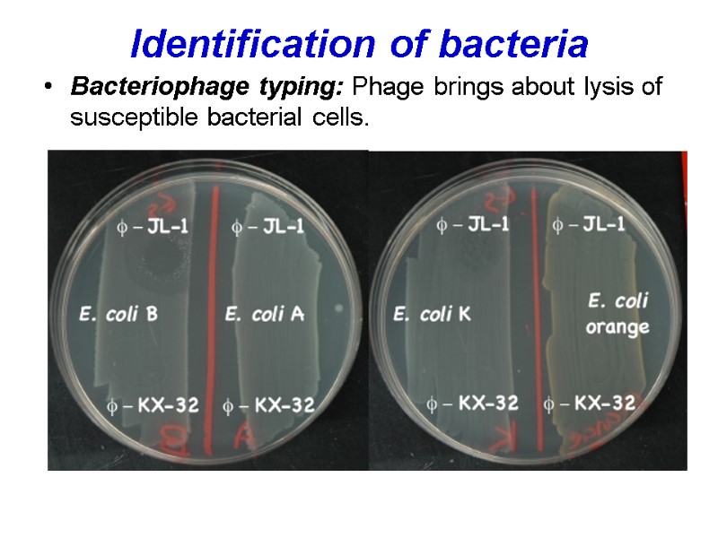 Identification of bacteria  Bacteriophage typing: Phage brings about lysis of susceptible bacterial cells.